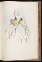 Gouldian Finch plate 88