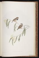 Zebra Finch plate 87