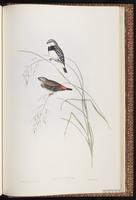 Zebra Finch plate 86