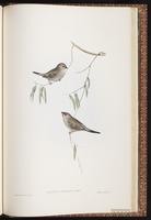 Plum-headed Finch plate 85