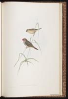 Star Finch plate 84