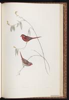 Crimson Finch plate 83