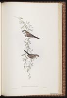 Double-barred Finch plate 81