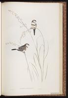 Double-barred Finch plate 80