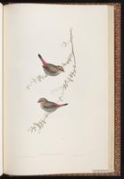 Red-eared Firetail plate 79