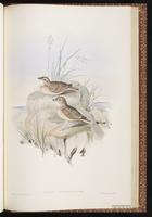 Horsfield's Bush Lark plate 77