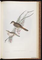 Rufous Songlark plate 76