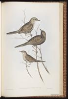 Brown Songlark plate 75