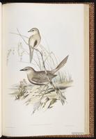 Brown Songlark plate 74