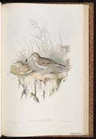 New Zealand Pipit plate 73
