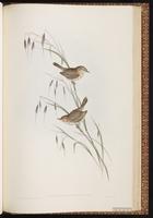 Rufous Fieldwren plate 71