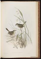 Striated Fieldwren plate 70