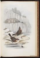 Rockwarbler plate 69