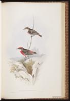 Crimson Chat plate 66