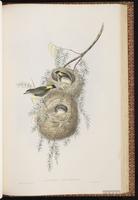 Yellow-rumped Thornbill plate 63