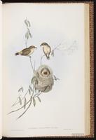 Buff-rumped Thornbill plate 62