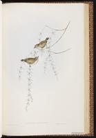 Striated Thornbill plate 61