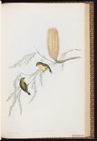 Yellow Thornbill plate 60