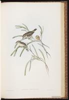 Western Thornbill plate 59