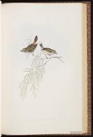 Brown Thornbill plate 58