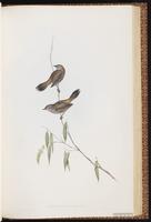 Brown Thornbill plate 57