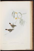 Chestnut-rumped Thornbill plate 56