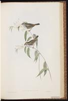 Tasmanian Thornbill plate 55