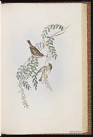 Tasmanian Thornbill plate 54