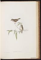 Brown Thornbill plate 53