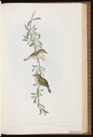 Large-billed Scrubwren plate 52