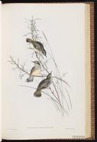 White-browed Scrubwren plate 51