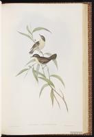 White-browed Scrubwren plate 50