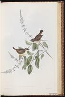 White-browed Scrubwren plate 49