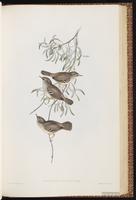 White-browed Scrubwren plate 48