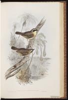 Yellow-throated Scrubwren plate 46