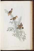 Red-pate Cisticola plate 45