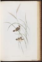 Square-tailed warbler plate 44