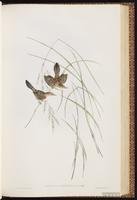 Golden-headed Cisticola plate 43