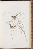 Golden-headed Cisticola plate 42