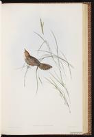 Great warbler plate 41
