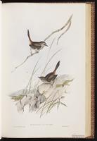 Shy Hylacola plate 40