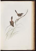 Chestnut-rumped Hylacola plate 39