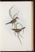 Great Reed Warbler plate 38