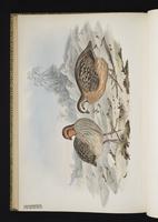 Singing Quail, Codorniz silbadora plate 32