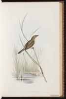 Australian Reed Warbler plate 37