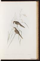 Little Grassbird plate 36
