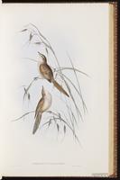 Tawny Grassbird plate 35