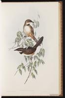 Noisy Scrubbird plate 34