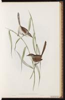 Western Bristlebird plate 33