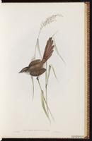 Eastern Bristlebird plate 32